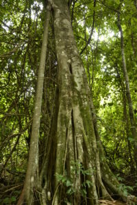 Rainforest in Panama City