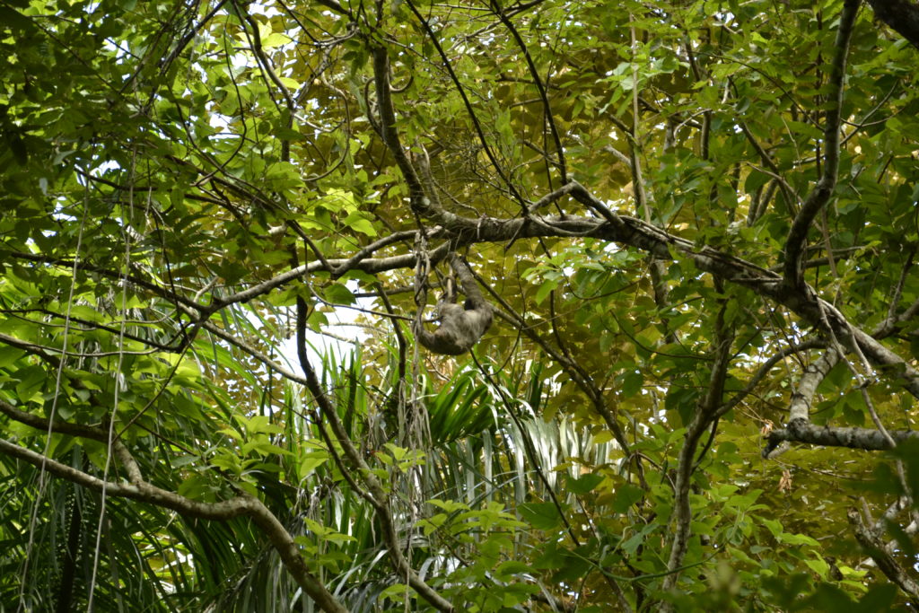 Rainforest in Panama City