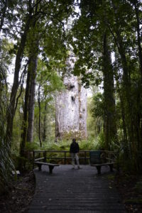 Waipoua Kauri trees, New Zealand - New Zealand Travel Tips
