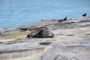 Seals at Cape Palliser New Zealand