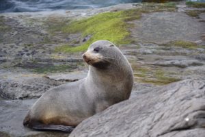 Seals at Cape Palliser New Zealand