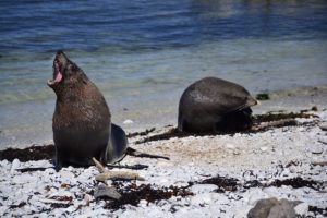 Seal colony at Kaikoura New Zealand