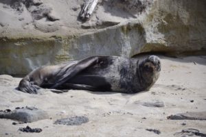 Seals in New Zealand