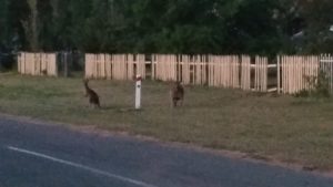 Kangaroos wildlife street Australia