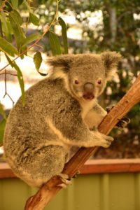 Koalas Brisbane Lone Pine Koala Sanctuary
