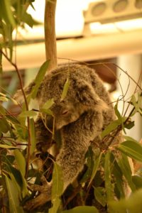 Koalas Brisbane Lone Pine Koala Sanctuary