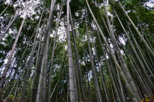 Chikurin-no Komichi Japan Bamboo Bambushain