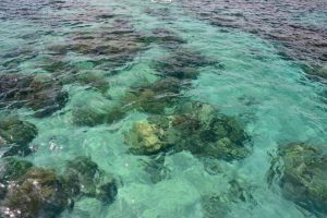 Great Barrier Reef Cairns Australia - Australia Travel Tips
