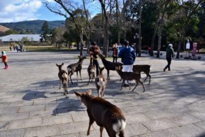Nara deer park unesco world heritage Japan