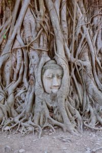 Buddha head Ayutthaya Thailand