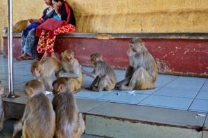 Monkeys at Mount Popa Myanmar Burma