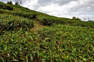 Tea plants Malaysia Cameron Highlands