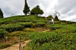 BOH Tea Estate Malaysia Cameron Highlands