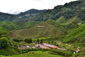 Tea plantage Cameron Highlands Malaysia