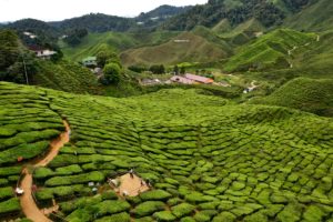 Tea plantage Cameron Highlands Malaysia - Malaysia Travel Tips