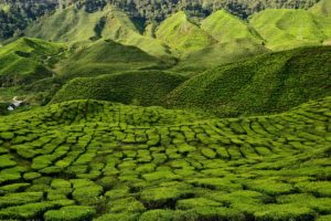 Tea plantage Cameron Highlands Malaysia - Malaysia Travel Tips