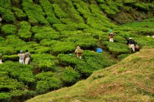 Tea plantage Cameron Highlands Malaysia