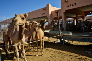 Al Ain Camel Market United Arab Emirates Vereinigte Arabische Emirate Kamelmarkt Al Ain
