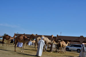 Al Ain Camel Market United Arab Emirates Vereinigte Arabische Emirate Kamelmarkt Al Ain