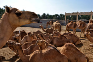 Royal Camel Farm Bahrain Manama