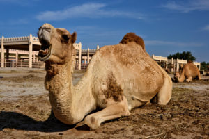 Royal Camel Farm Bahrain Manama
